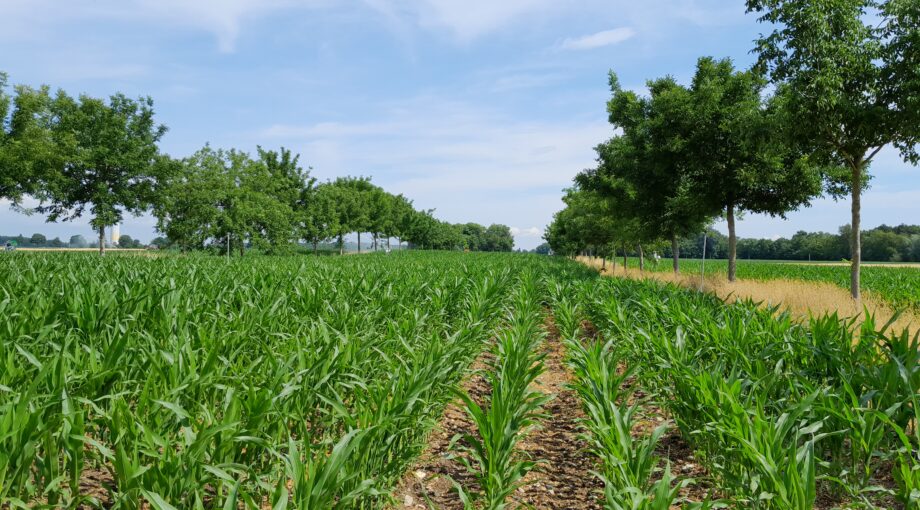 Photo 4 Parcelle d'agroforesterie en Alsace