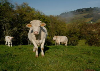 Vaches au pre dans les Vosges